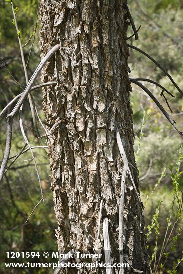 Goodding's Willow trunk