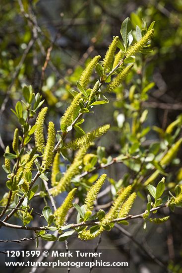 Goodding's Willow male catkins & foliage