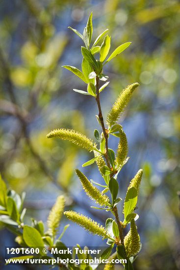 Goodding's Willow male catkins & foliage