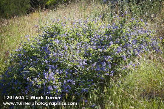Chaparral Whitethorn Ceanothus