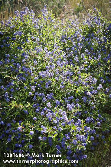 Chaparral Whitethorn Ceanothus