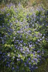 Chaparral Whitethorn Ceanothus