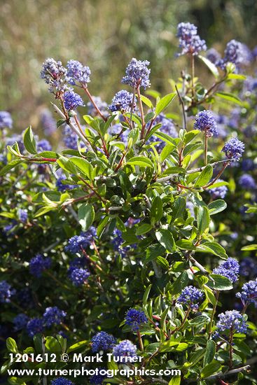 Chaparral Whitethorn Ceanothus blossoms & foliage