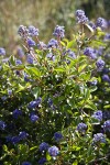 Chaparral Whitethorn Ceanothus blossoms & foliage