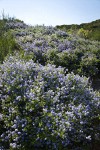 Chaparral Whitethorn Ceanothus