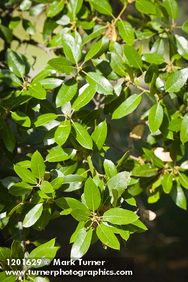 Interior Live Oak foliage