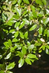 Interior Live Oak foliage