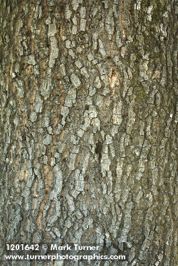 Interior Live Oak bark