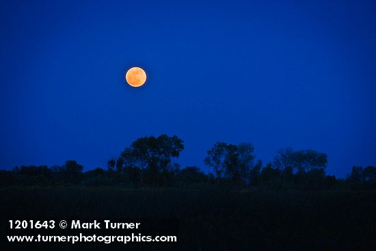 Full Moon rising over Tasmanian Bluegums