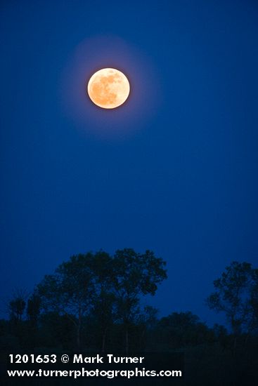 Full Moon rising over Tasmanian Bluegums