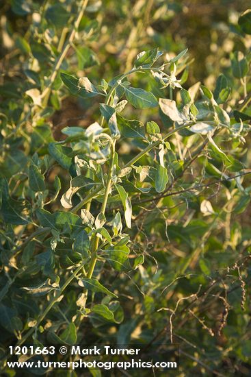 Big Saltbush foliage