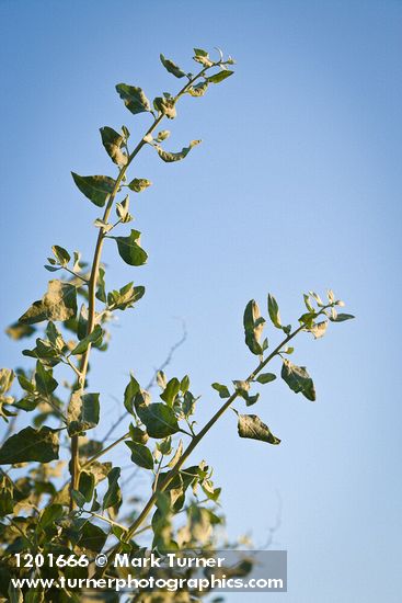 Big Saltbush foliage