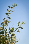 Big Saltbush foliage