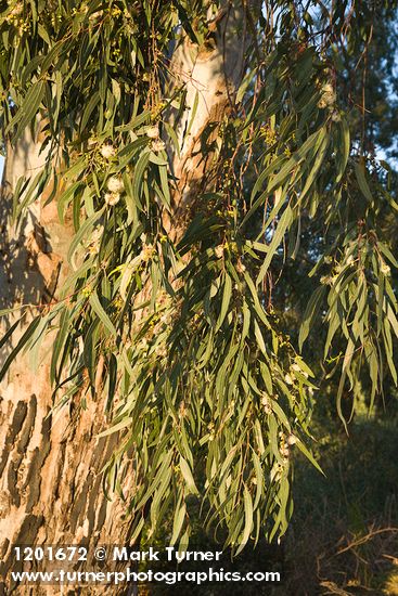 Tasmanian Bluegum foliage & blossoms