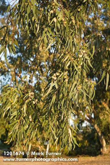 Tasmanian Bluegum foliage & blossoms