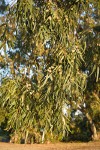 Tasmanian Bluegum foliage & blossoms