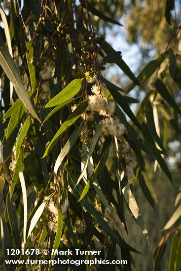 Tasmanian Bluegum foliage & blossoms