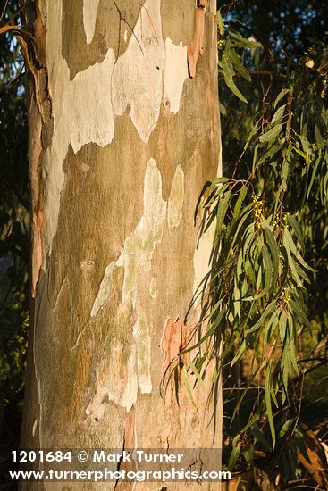 Tasmanian Bluegum trunk