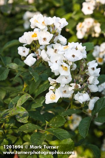 Multiflora Rose blossoms & foliage