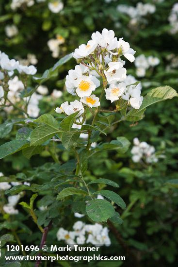 Multiflora Rose blossoms & foliage