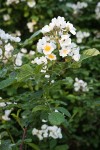 Multiflora Rose blossoms & foliage