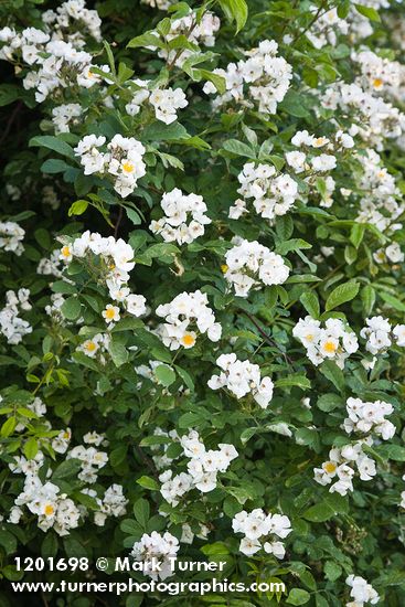 Multiflora Rose blossoms & foliage
