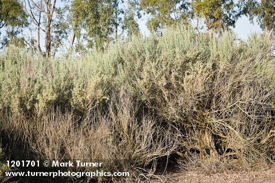 Fourwing Saltbush