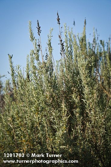 Fourwing Saltbush