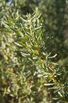 Fourwing Saltbush foliage