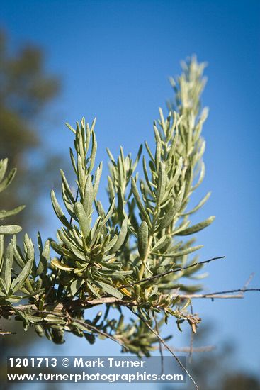 Fourwing Saltbush foliage