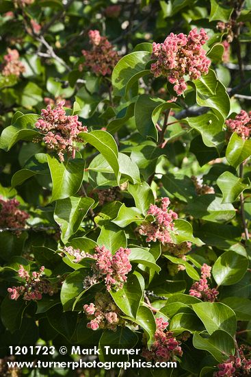 Sugar Sumac immature fruit & foliage