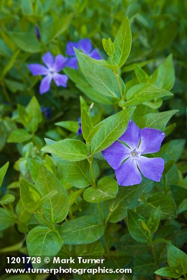 Large Periwinkle blossoms & foliage