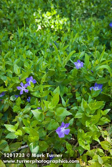 Large Periwinkle