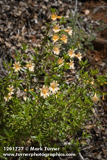 Largeflower Bush Monkeyflower
