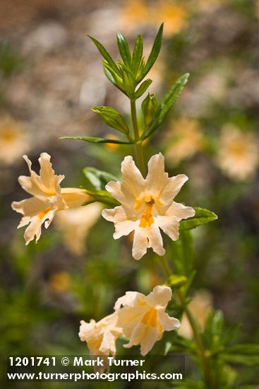 Largeflower Bush Monkeyflower blossoms & foliage detail