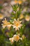 Largeflower Bush Monkeyflower blossoms & foliage detail