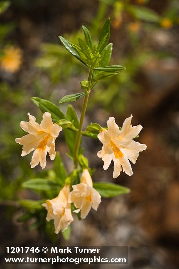Largeflower Bush Monkeyflower blossoms & foliage detail