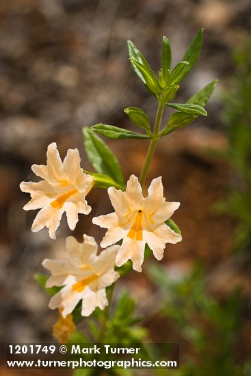 Largeflower Bush Monkeyflower blossoms & foliage detail