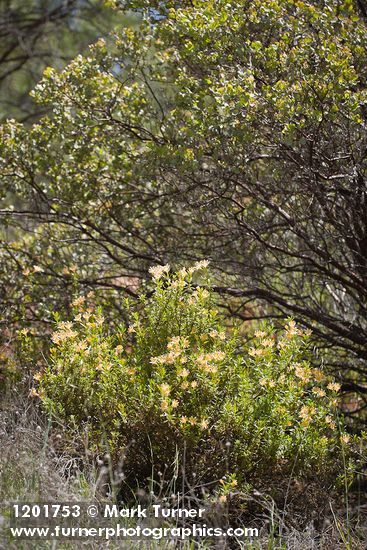 Largeflower Bush Monkeyflower at base of Manzanita