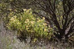 Largeflower Bush Monkeyflower at base of Manzanita