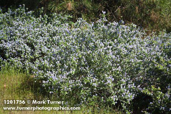 Woolyleaf Ceanothus