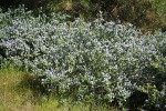 Woolyleaf Ceanothus