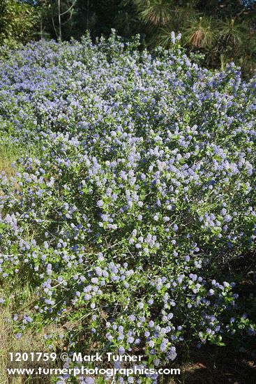 Woolyleaf Ceanothus