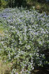 Woolyleaf Ceanothus