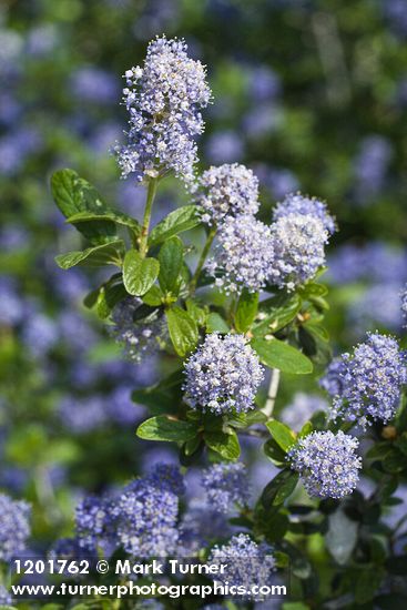 Woolyleaf Ceanothus blossoms & foliage detail