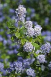 Woolyleaf Ceanothus blossoms & foliage detail