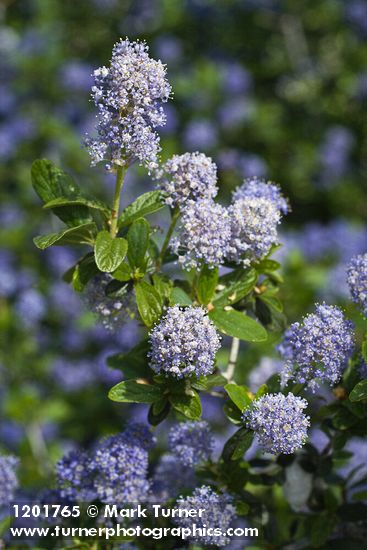 Woolyleaf Ceanothus blossoms & foliage detail