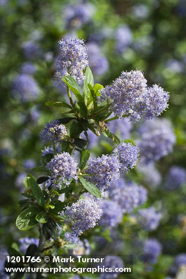Woolyleaf Ceanothus blossoms & foliage detail