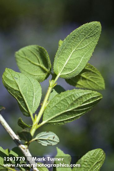 Woolyleaf Ceanothus foliage underside detail