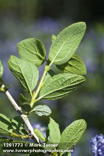 Woolyleaf Ceanothus foliage underside detail
